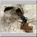 wegwespe-11mm-12-mit Spinne.jpg